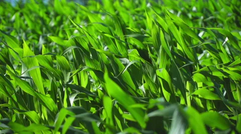 Corn plants dancing in the wind Stock Footage 65183763