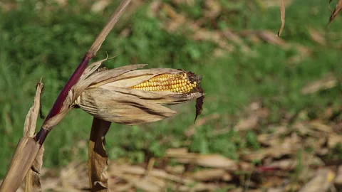 Corn plants destroyed by western corn rootworm, one cob remaining 스톡 동영상 163944979