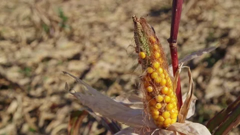Corn plants destroyed by western corn rootworm 스톡 동영상 163945086