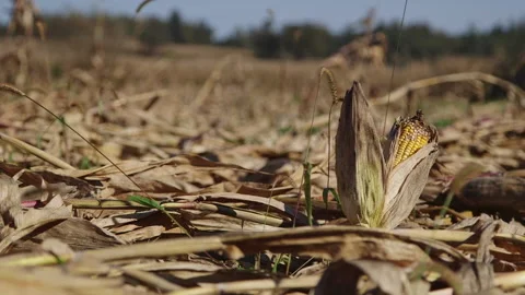 Corn plants destroyed by western corn rootworm, cob lying on the ground 스톡 동영상 163945162