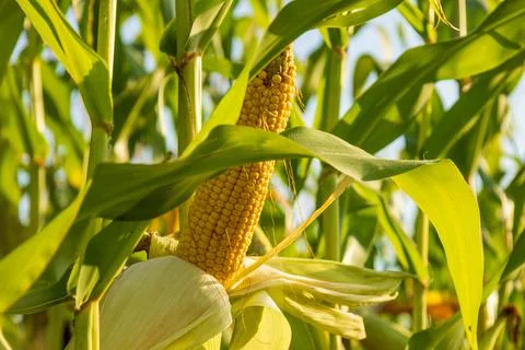 Corn plants display ripe cobs in a field as they grow in the sunlight durin.. Stock-Fotos