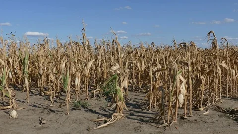 Corn plants in field after drought Stock Footage 80923683