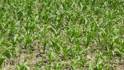 Corn Plants Field Stock Footage 336435292