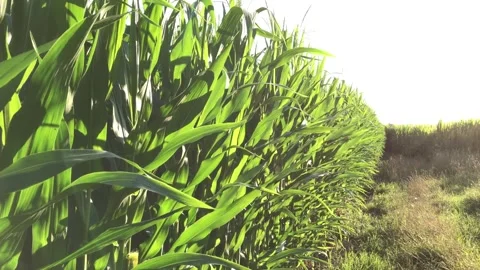 Corn Plants In Field Golden Hour Stock-Footage 205057039