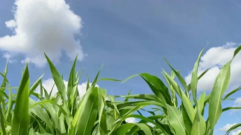Corn Plants In Field Moving By Wind with Blue Sky on Background Stock-Footage 141386278
