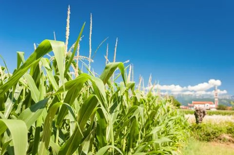 Corn plants in the field . Stock-Fotos