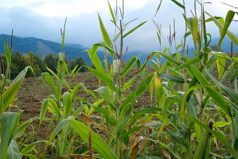 Corn plants on the field 库存照片