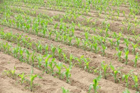 Corn plants in the field Stock Photos