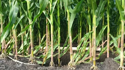 Corn plants Stock Footage 308391979