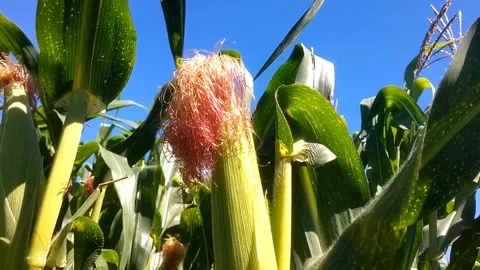 Corn plants Stock Footage 338003942