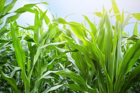 Corn plants foreshortening from below Stock Photos