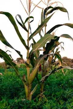 Corn plants with greenery Stock Photos