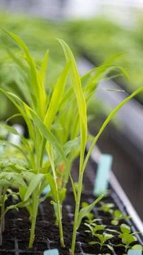 Corn plants in the greenhouse Stock Photos