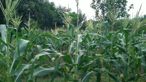 Corn plants grow abundantly in the fields Stock Footage 324555056