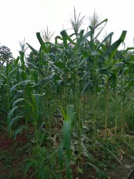 Corn plants grow abundantly in the fields. Natural background Foto stock