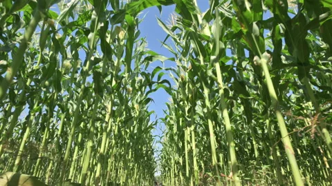 Corn plants that grow close to being ready for harvest. ( Low angle )	 Stock Footage 224350688
