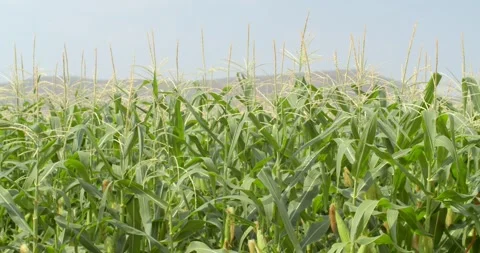 Corn plants that grow close to being ready for harvest.Corn in sun at sunset. Stock Footage 274752582