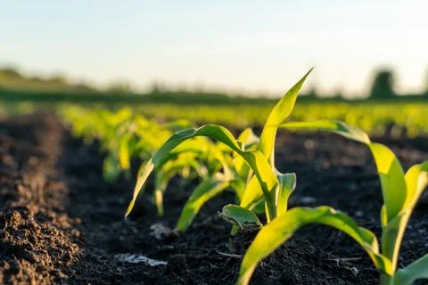 Corn Plants Grow in a Field During Late Afternoon With Sunlight Shining on .. Stock Photos