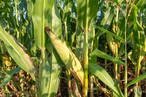 Corn Plants Grow in a Field During Sunny Weather, Showing Green Leaves and .. Stock Photos