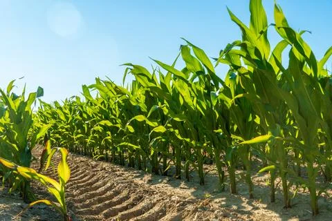 Corn Plants Grow in a Field Under a Clear Blue Sky During the Day Near a Ru.. Stock Photos