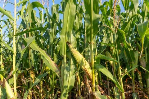 Corn Plants Grow in a Field Under a Clear Blue Sky During the Summer Season.. Stock Photos
