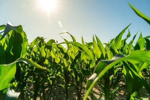 Corn Plants Grow Under a Bright Sun in a Field With Clear Blue Sky During t.. Stock Photos
