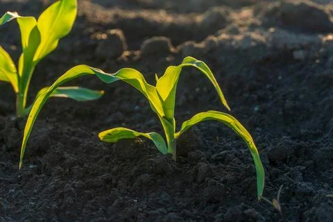 Corn Plants Growing in Dark Soil Under Sunlight During Early Morning Hours .. Foto stock