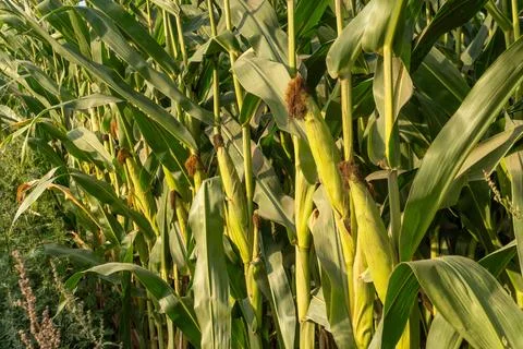 Corn Plants Growing in a Field During Late Afternoon Light in a Rural Area .. Stock Photos