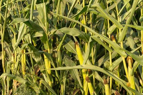 Corn Plants Growing in a Field Under Sunlight During the Summer Months, Rea.. Foto stock