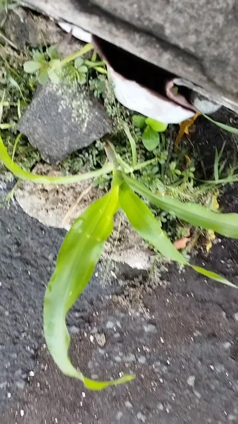 Corn plants growing on the side of the highway Stock Footage 226729102