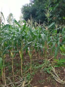 Corn plants growing well in the fields. Natural background Stock-Fotos