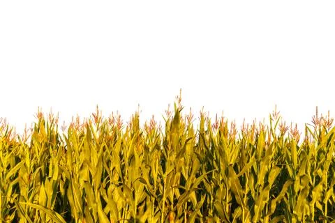 Corn plants isolated on white 写真素材