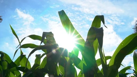 Corn plants leaves Stock Footage 123744068