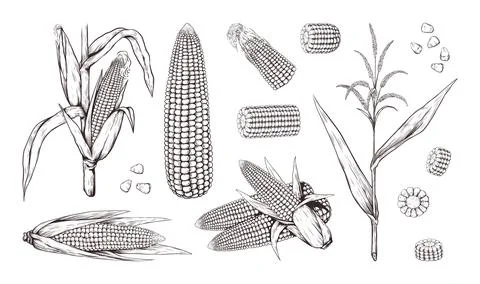 Corn plants. Maize stalk field, vintage outline food sketch with line leaf, r 스톡 일러스트