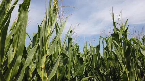 Corn plants moved by wind Stock Footage 247785287