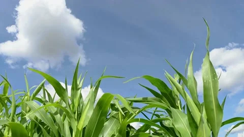 Corn Plants Moving By Wind with Blue Sky on Background Stock Footage 141383908