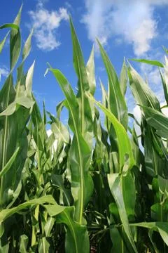 Corn plants Stock Photos