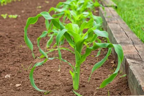 Corn plants Stock Photos