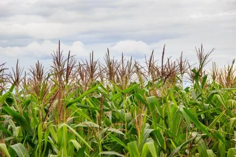Corn plants Stock Photos