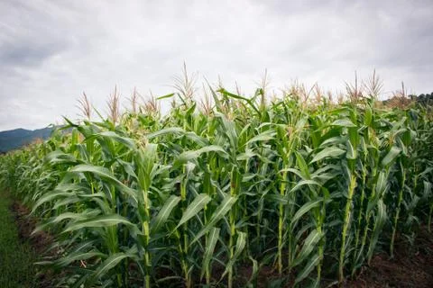 Corn plants Stock Photos