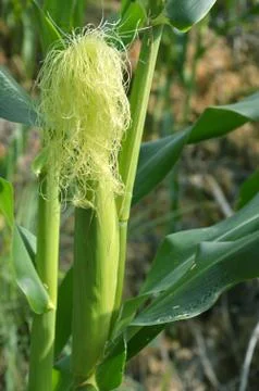 Corn plants Stock Photos