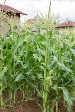 Corn plants Foto stock