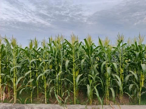 Corn plants Stock Photos