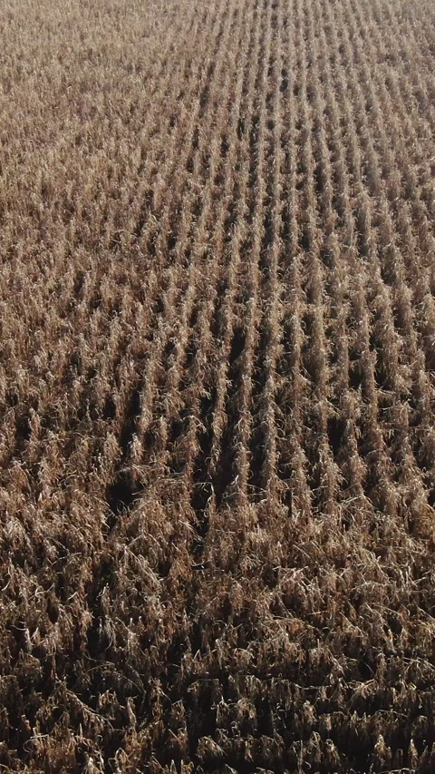 Corn plants, seedlings on dark brown fertile, moist soil. Corn field, warm Stock Footage 301974644