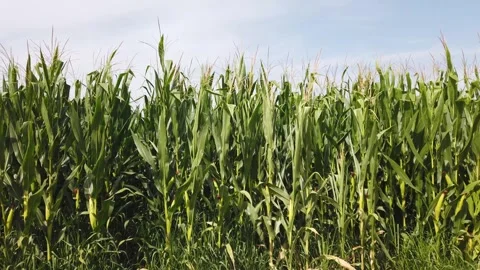 Corn plants seen in the field Stock Footage 247786392