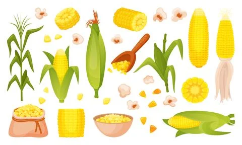 Corn plants. Spikelets corns cobs and grains. Farm market product, agriculture Stock Illustration
