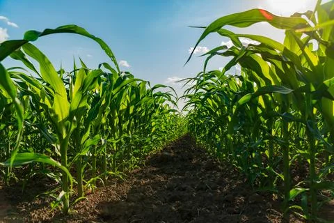 Corn plants stand proudly in rows, with lush green leaves basking in warm s.. Stock Photos