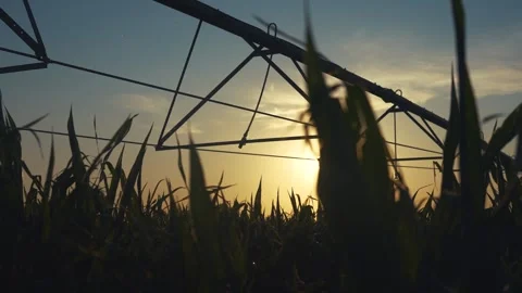 The corn plants stand tall in the corn field as the sun sets behind the Stock Footage 320063702