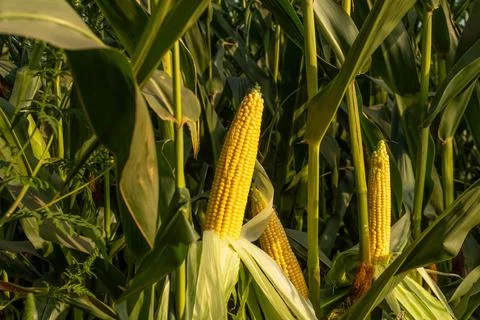 Corn Plants Stand Tall Under the Evening Sun With Ripe Ears Ready for Harve.. Stock Photos