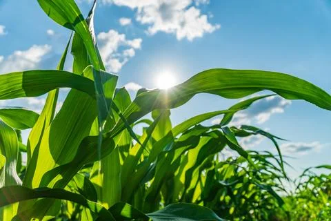 Corn plants stretch towards the sky with sunlight shining through the leave.. Фото